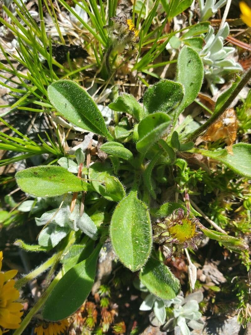 Erigeron dorato 8