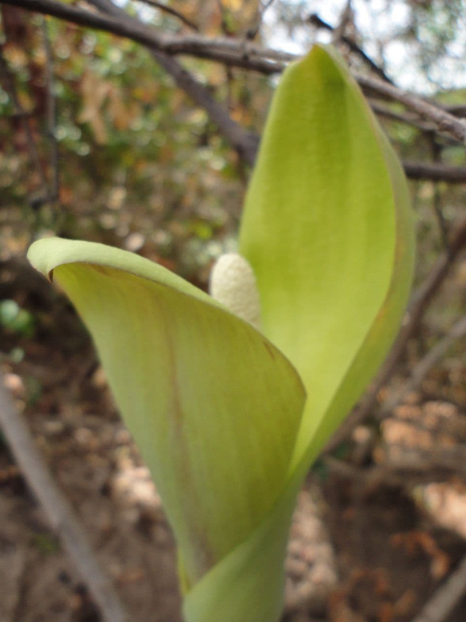 Anchomanes difformis 8