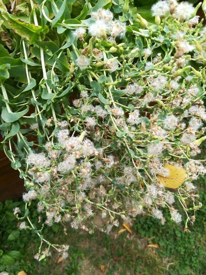 Lattuga 2