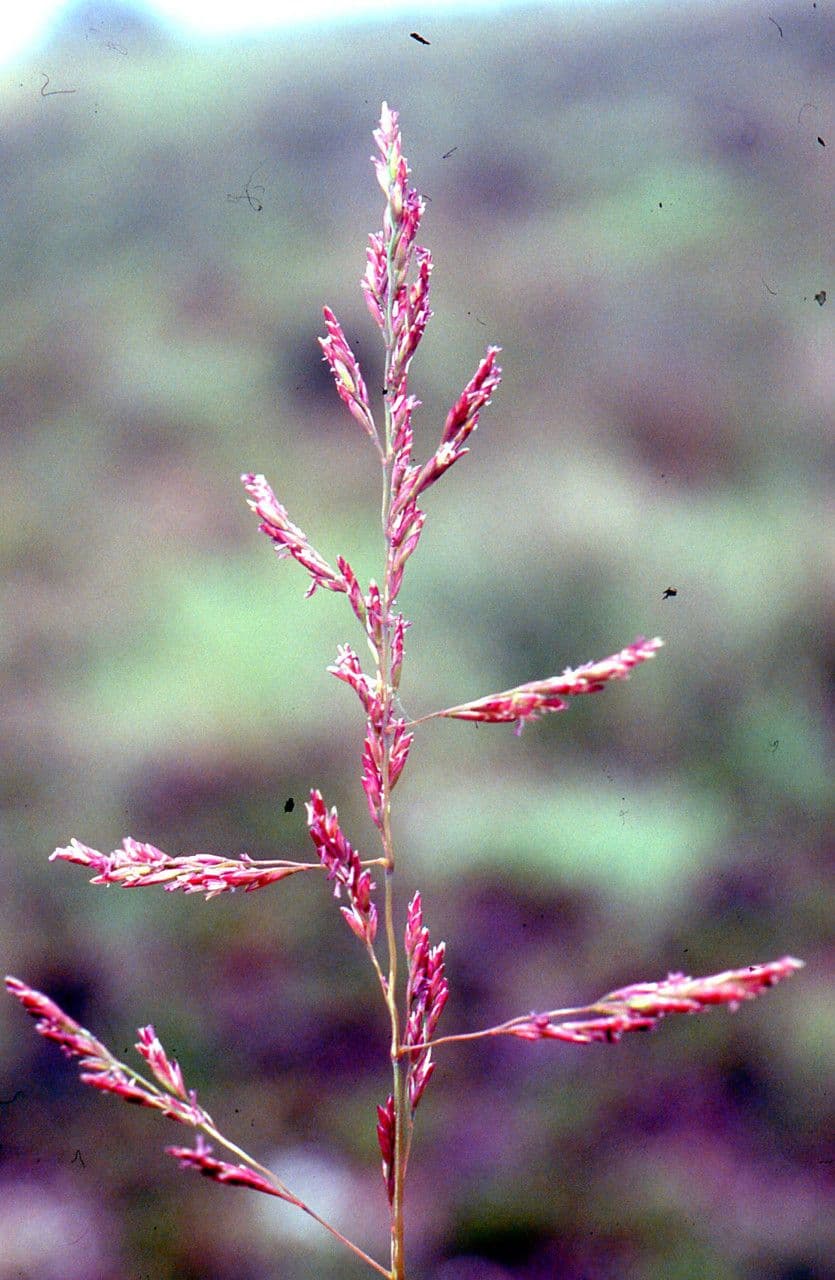 Andelgras 8