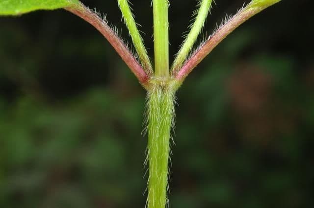 Canapetta bifida 19