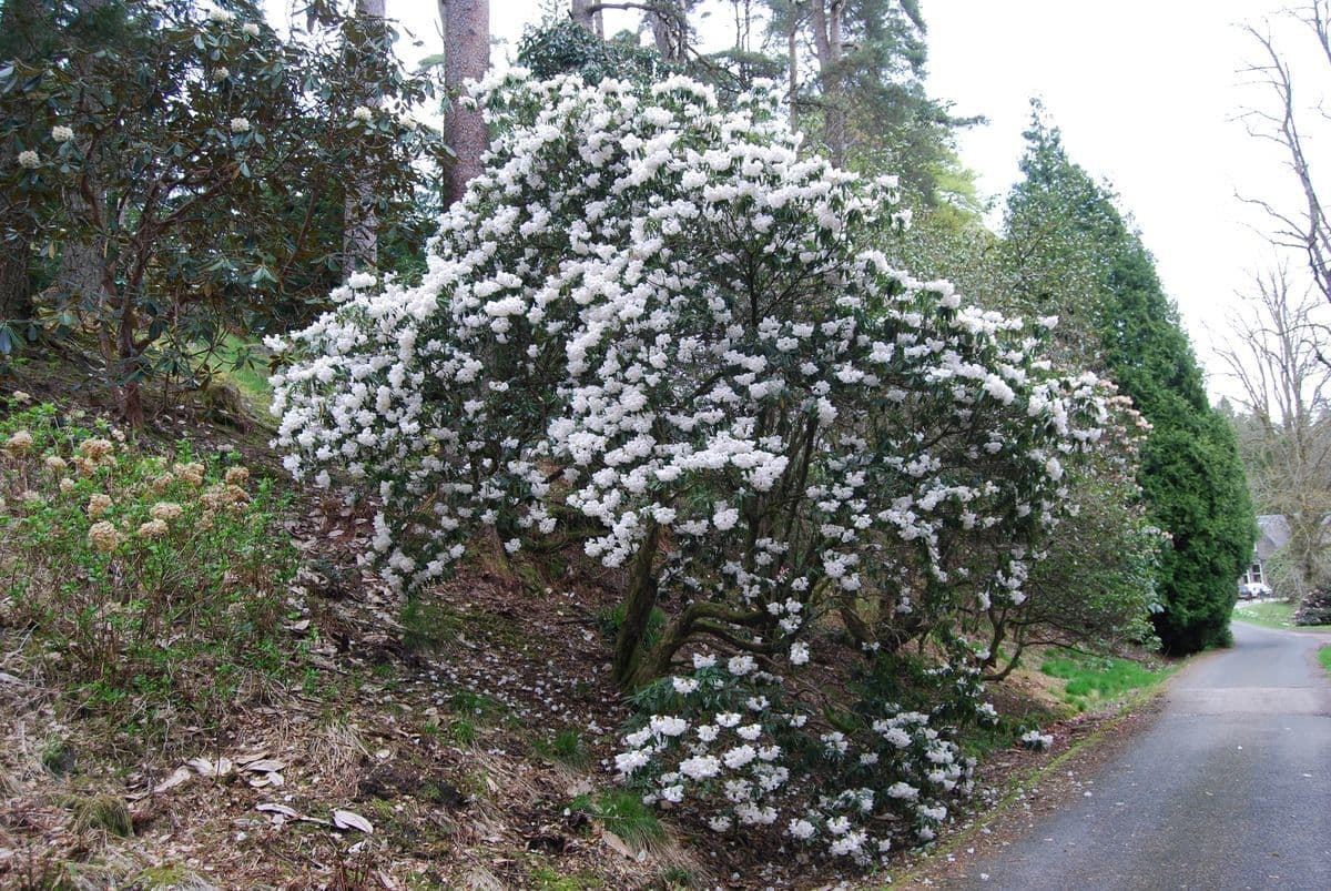Różanecznik 9
