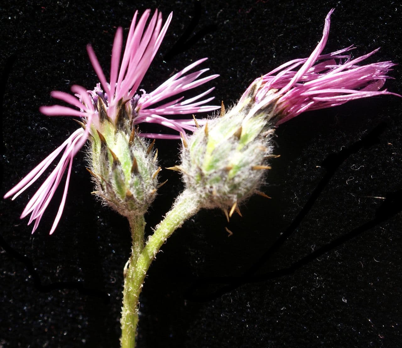 Volutaria tubuliflora 5