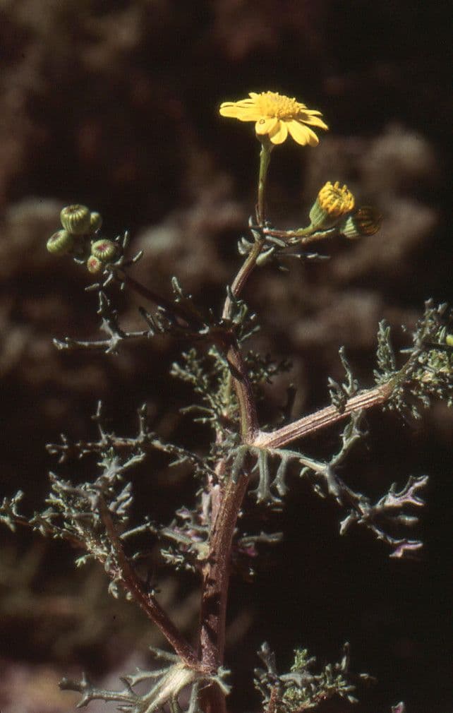 Senecio 8