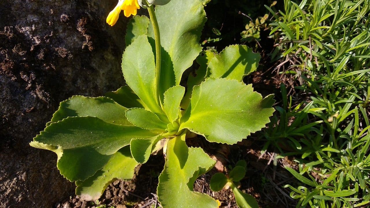 Primula 7