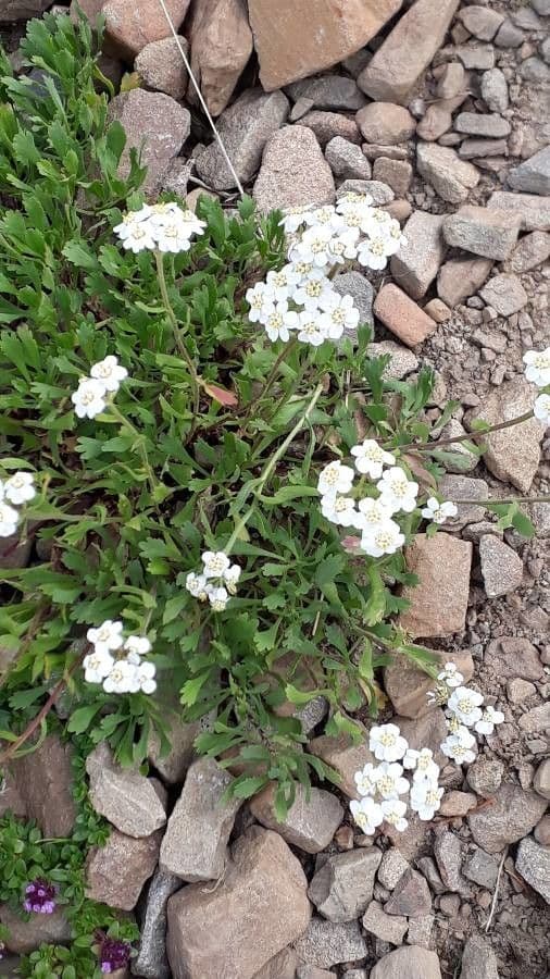 Achillea erba-rotta