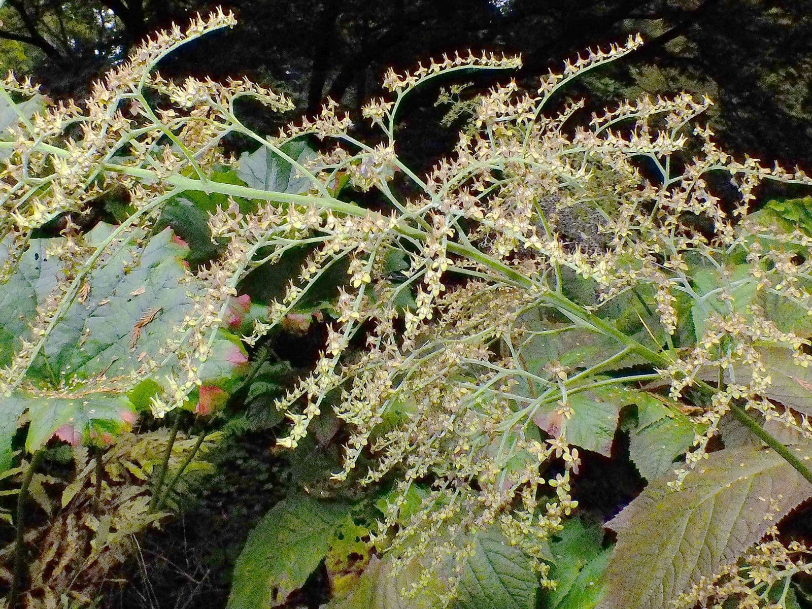 Rodgersia stopkatá 5