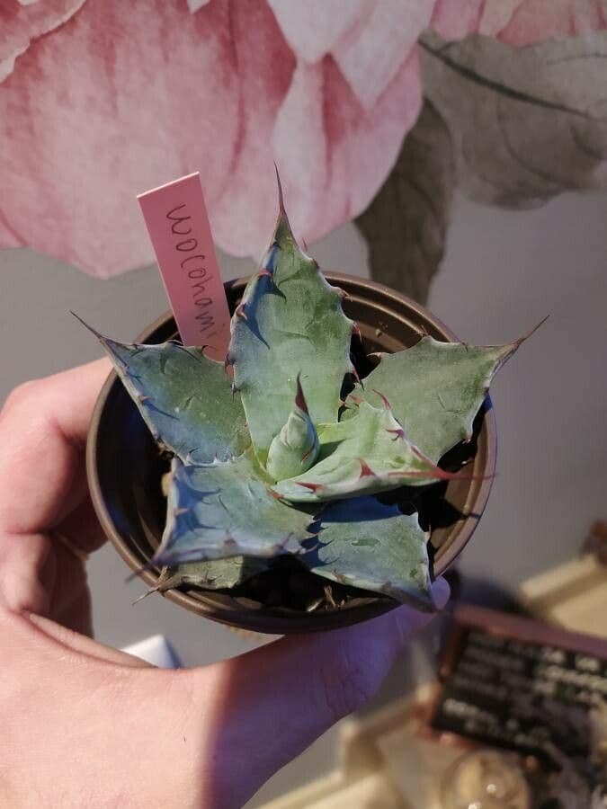 Agave