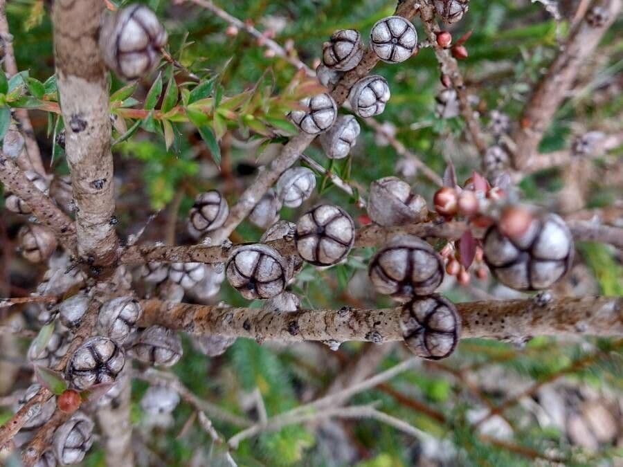 Leptospermum squarrosum 2