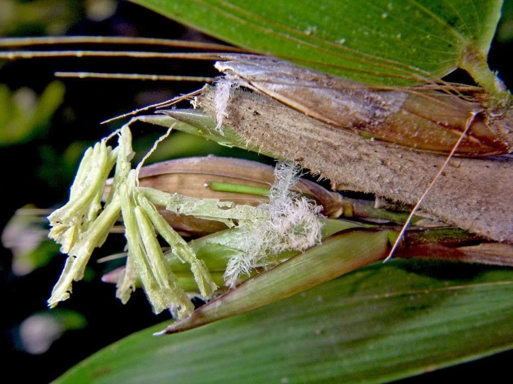Elytrostachys 5