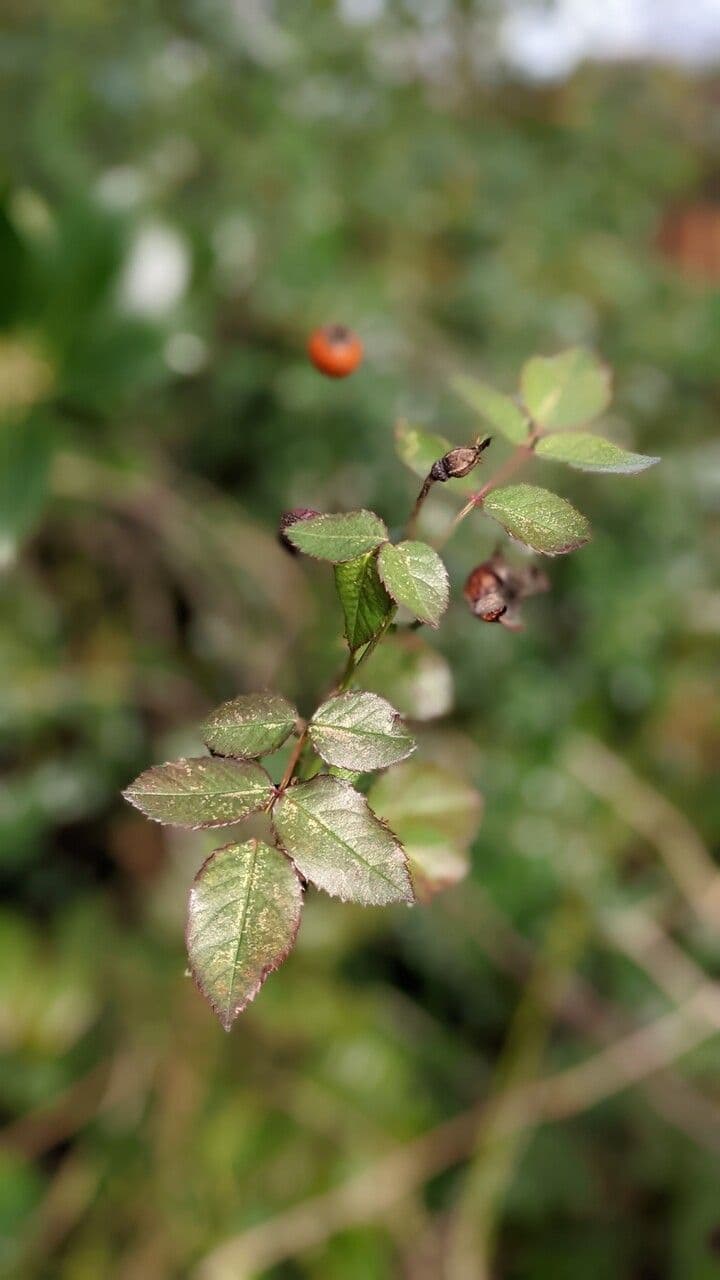 Rosa multiflora 12