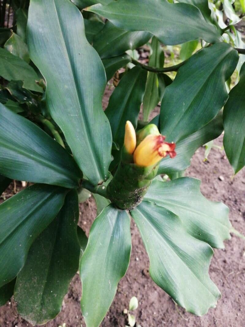 Costus 5