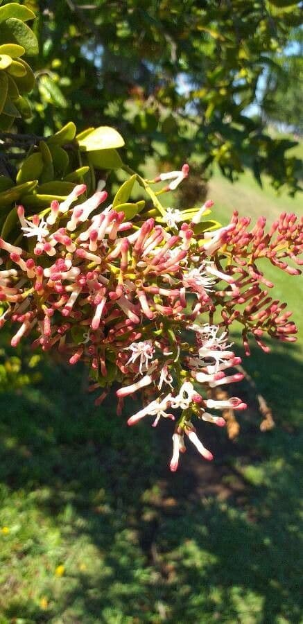 Agelanthus 4