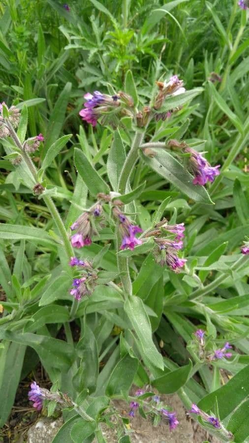 Polmonaria morbida 2