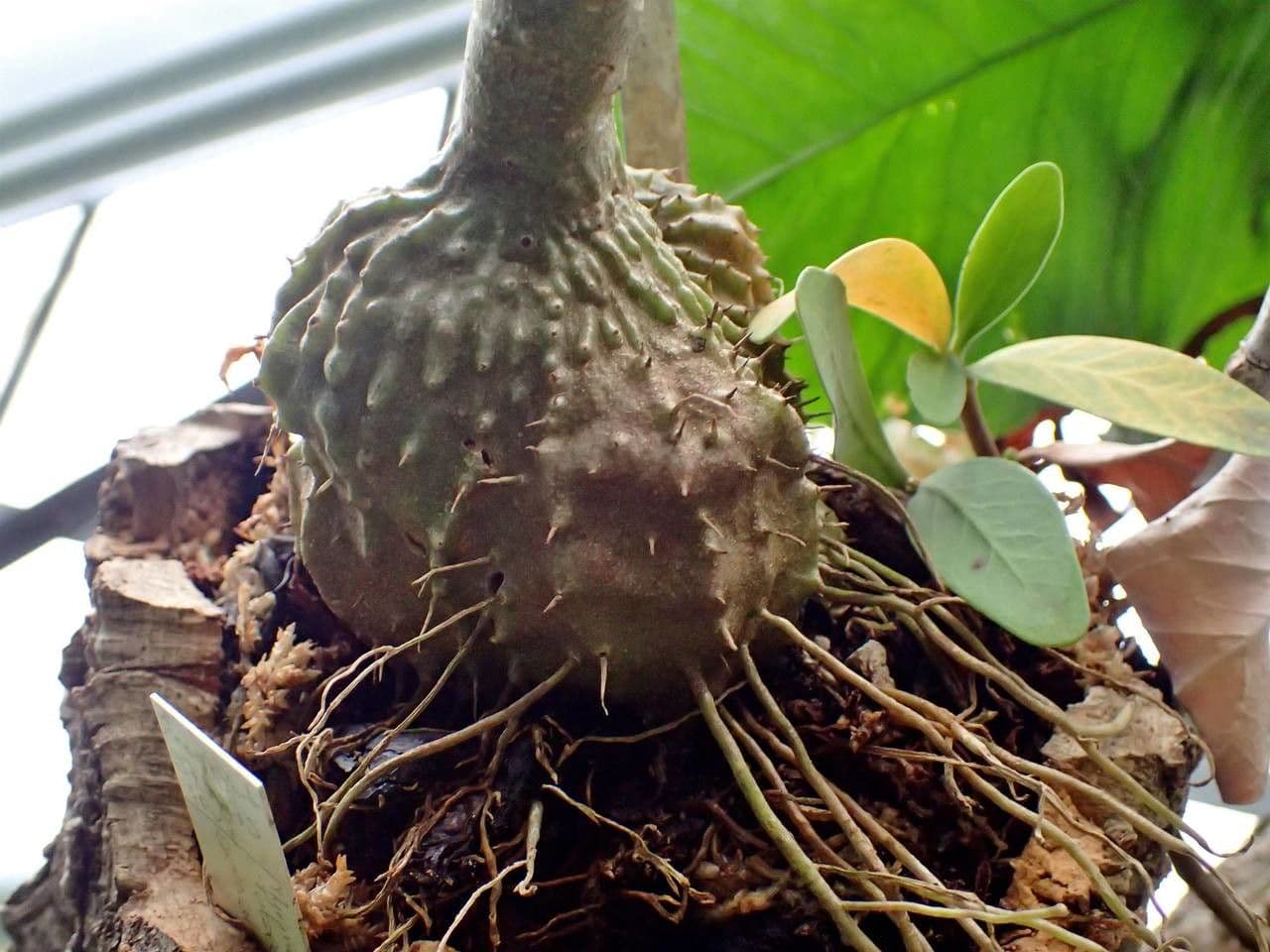 Myrmecodia 4