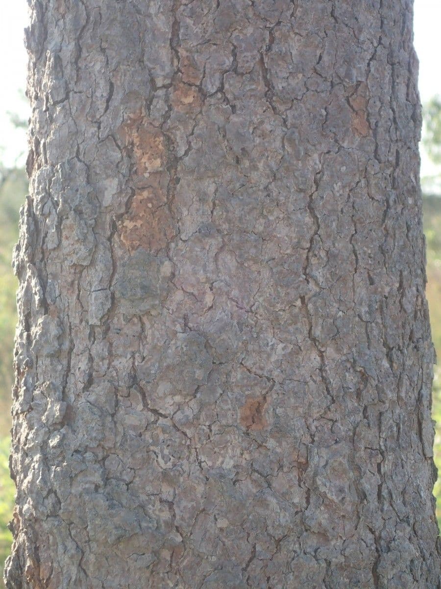 Lophira 10