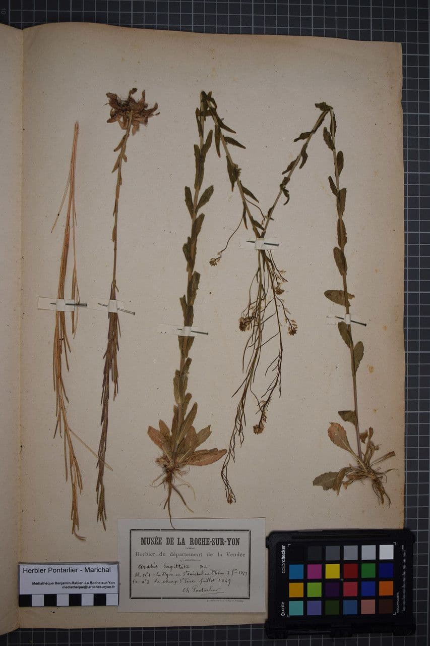 Arabetta sagittata 4