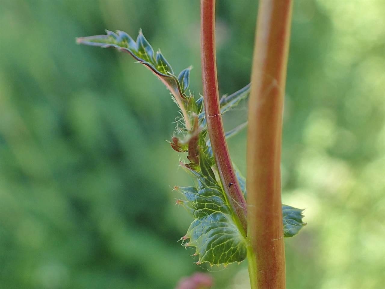 Filipendula comune 22