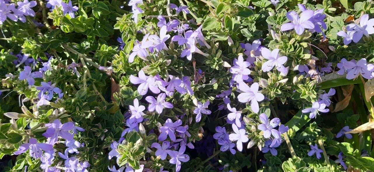 Barleria 4