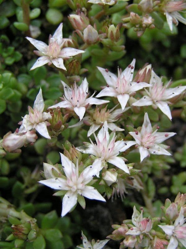 Sedum 2