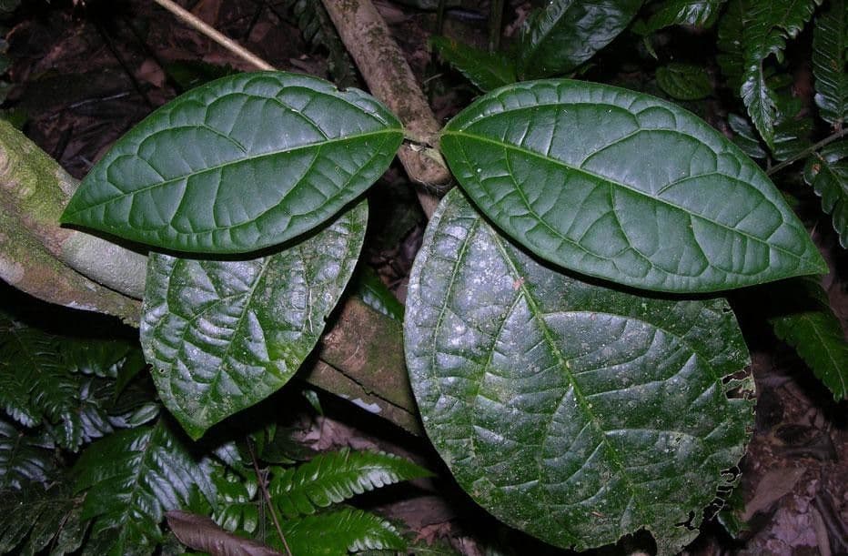 Jubelina 10