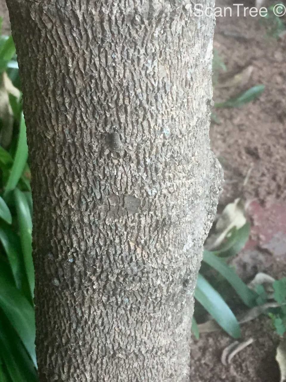 Rauvolfia 22