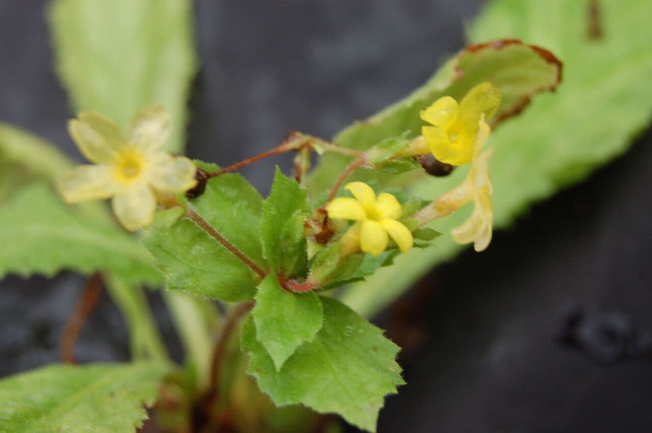 Primula 3