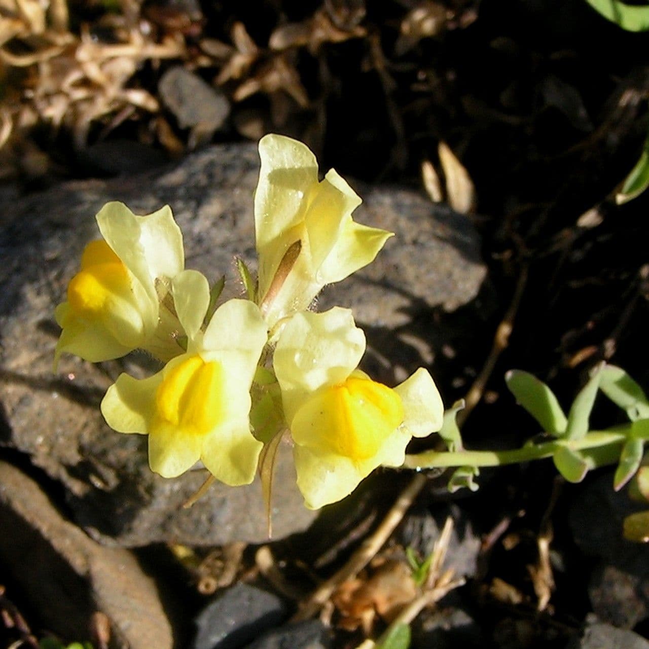 Linaria 2