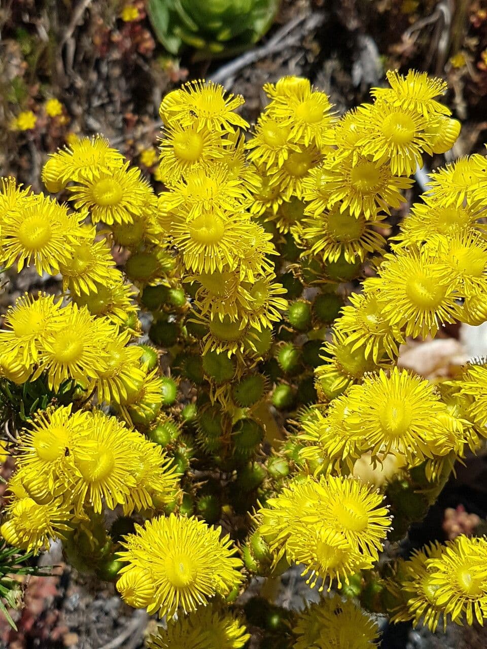 Aeonium