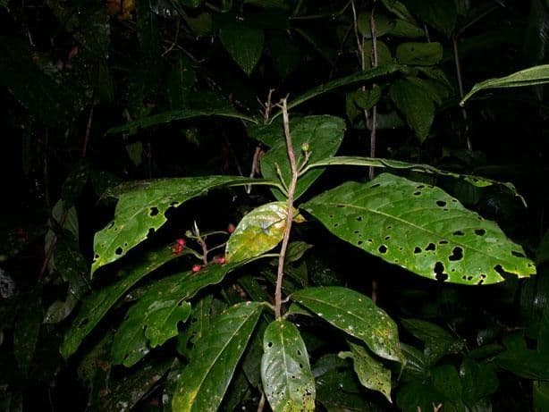 Mespilodaphne macrophylla 20