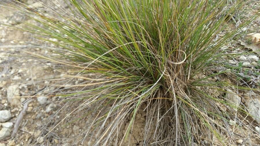Festuca filiforme 18