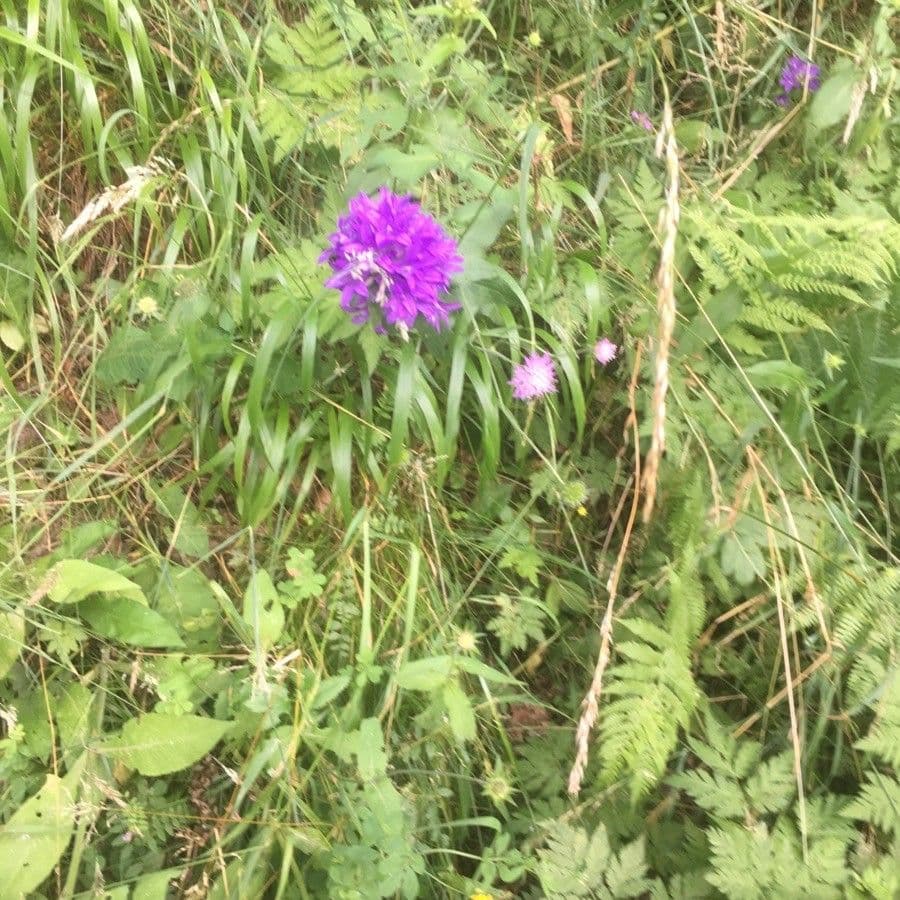 Campanula agglomerata 29