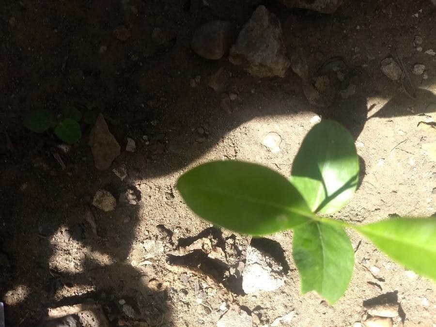 Talinum paniculatum 18