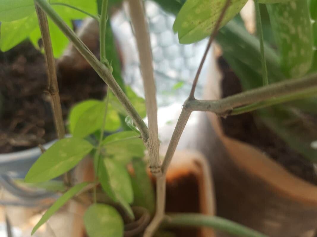 Clitoria ternatea 23
