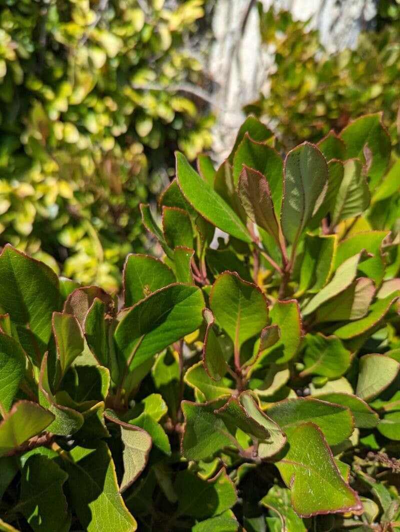 Sumac citronový 13