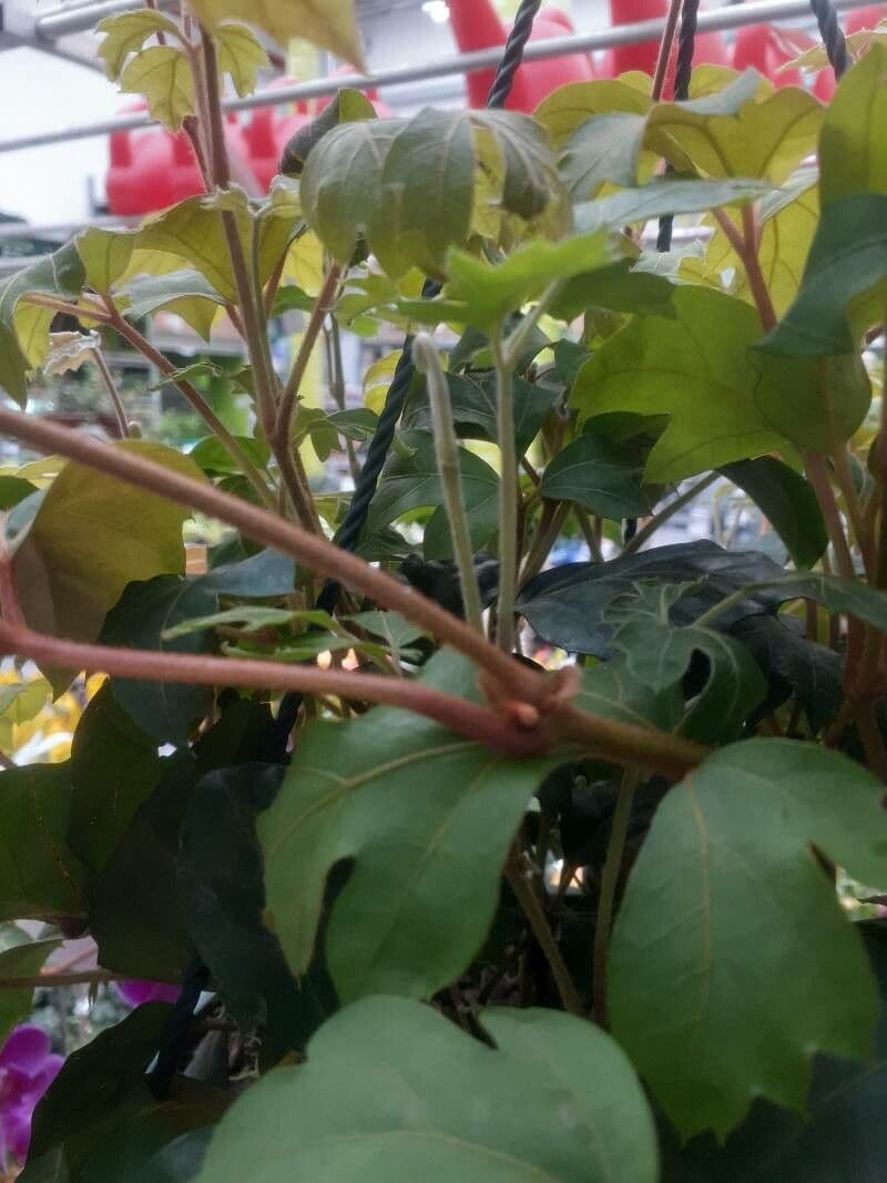 Cissus alato 24