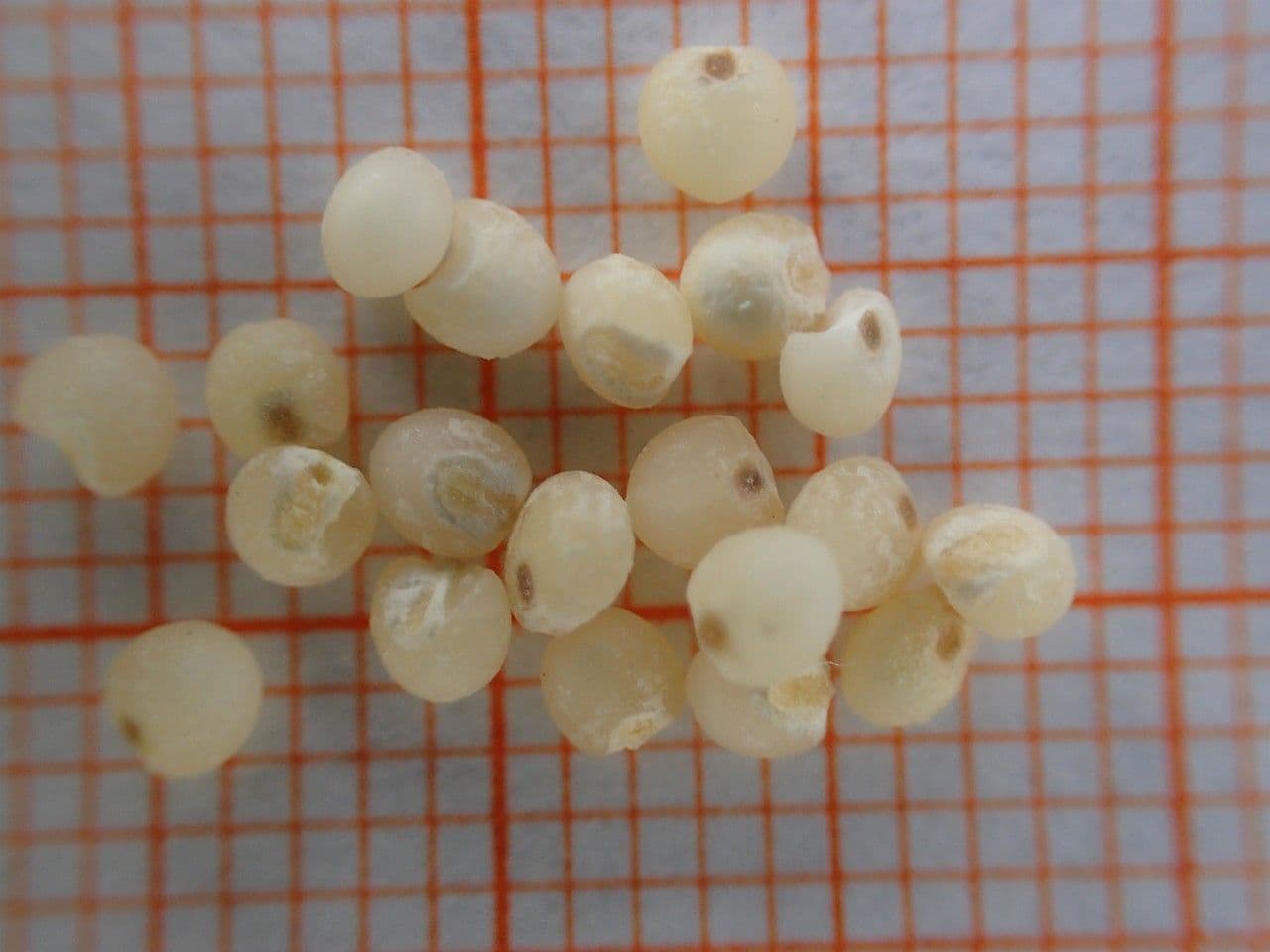 Miglio 30