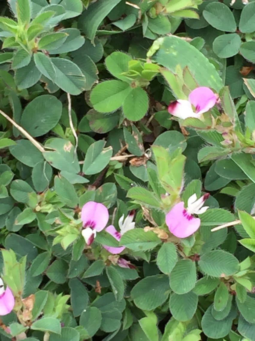 Kummerowia striata 10