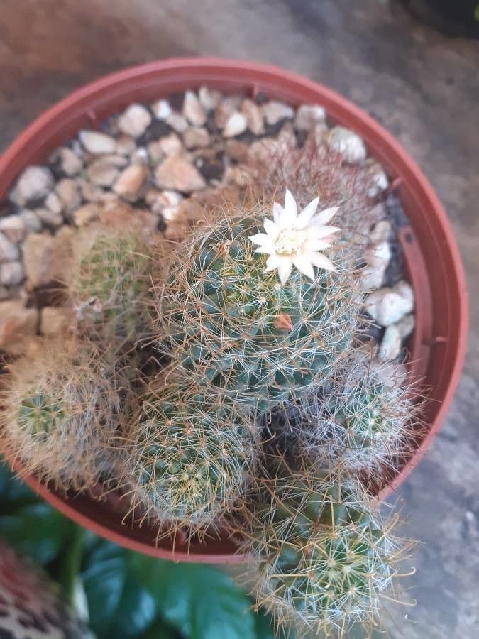 Cactus 3