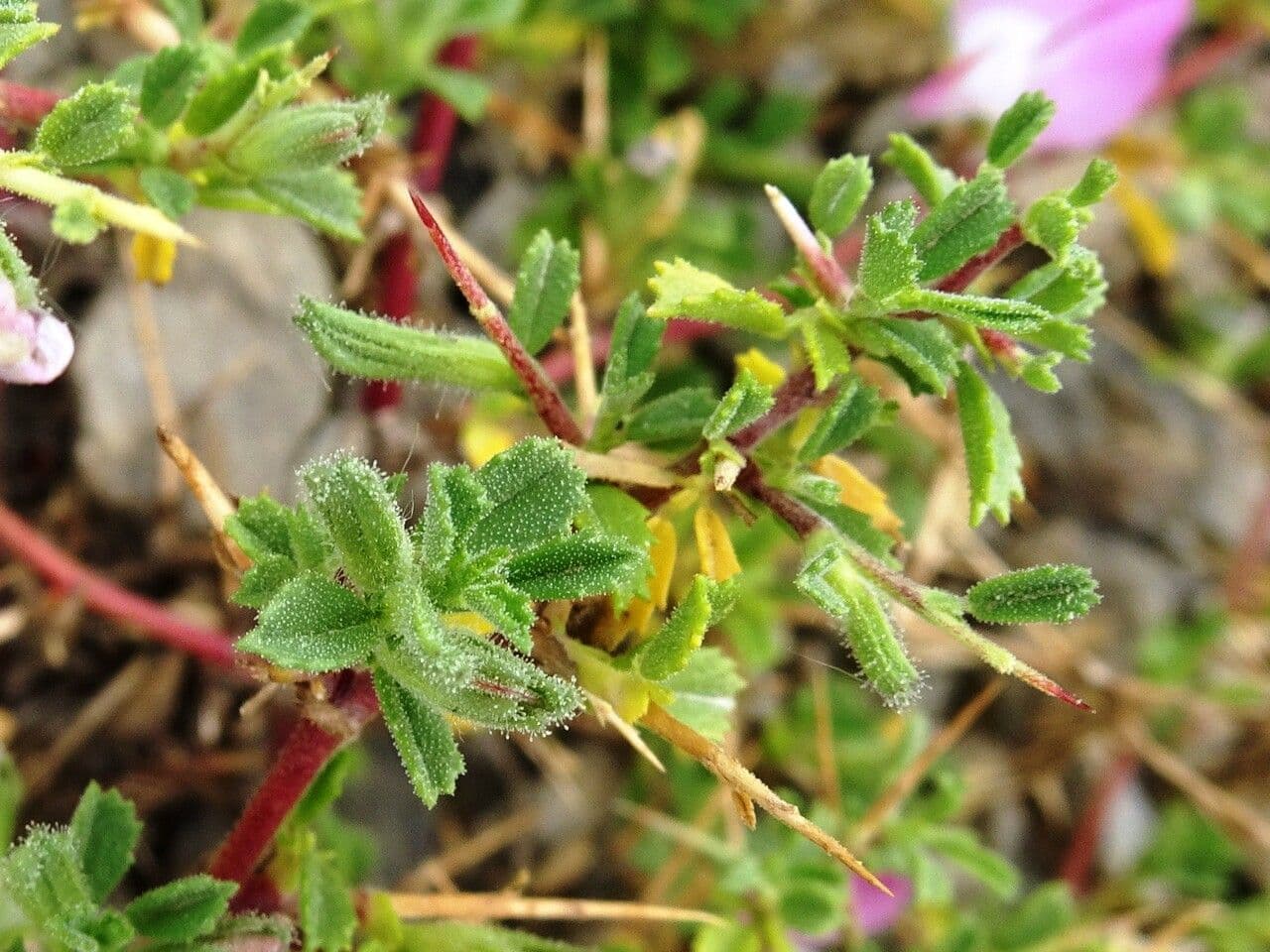 Ononide spinosa 20