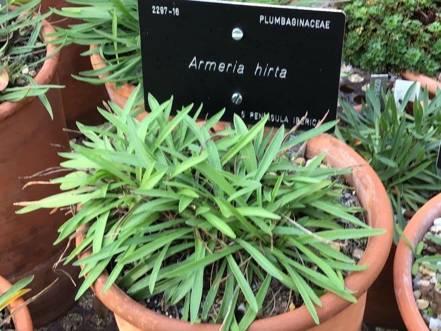Armeria 3