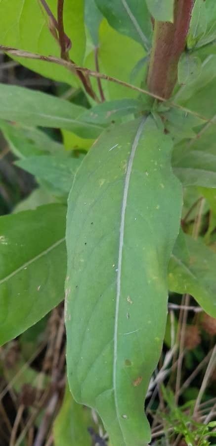 Hairy evening primrose 15