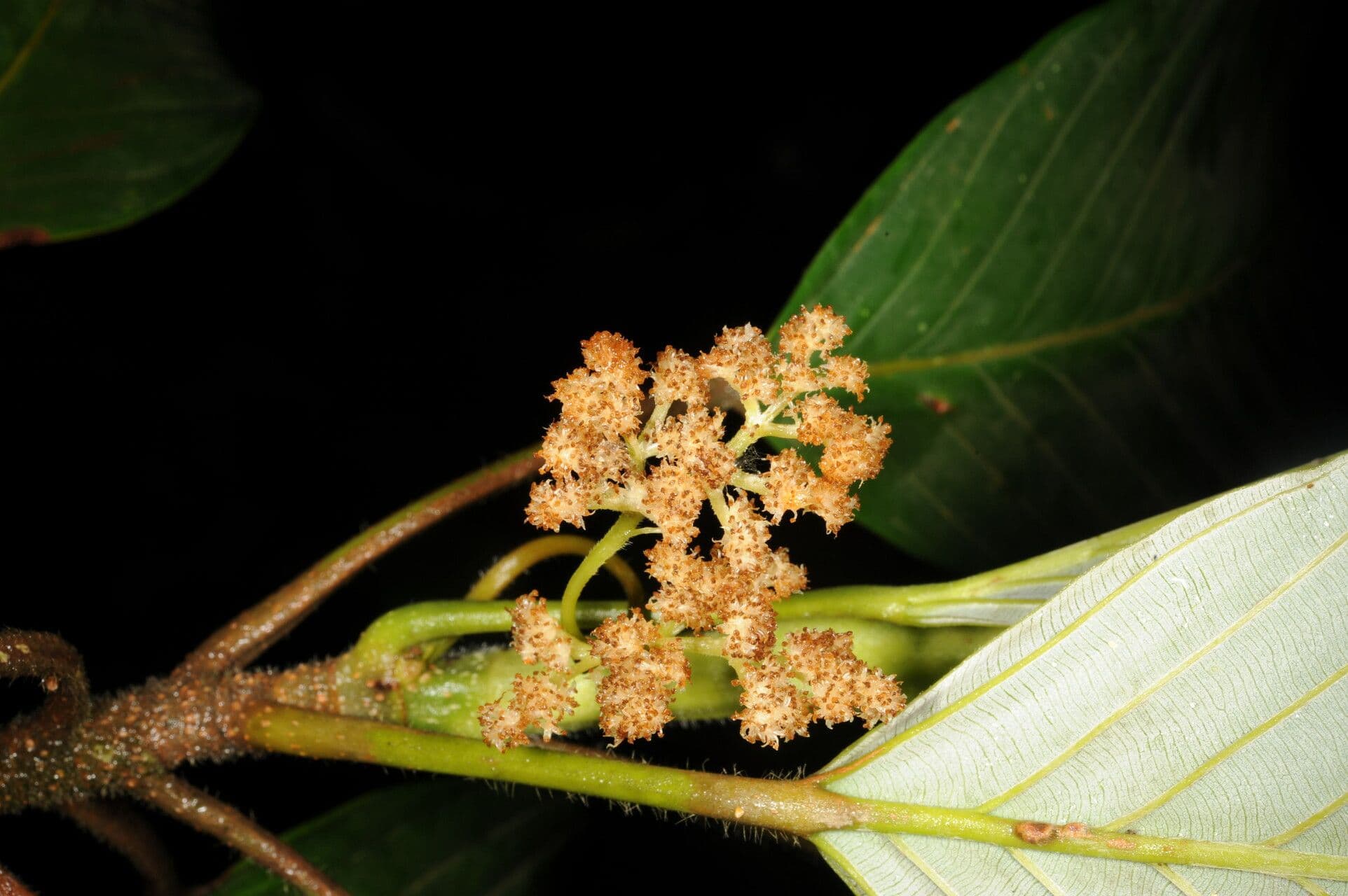 Pourouma 7