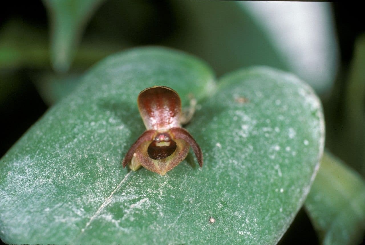 Pleurothallis cordata