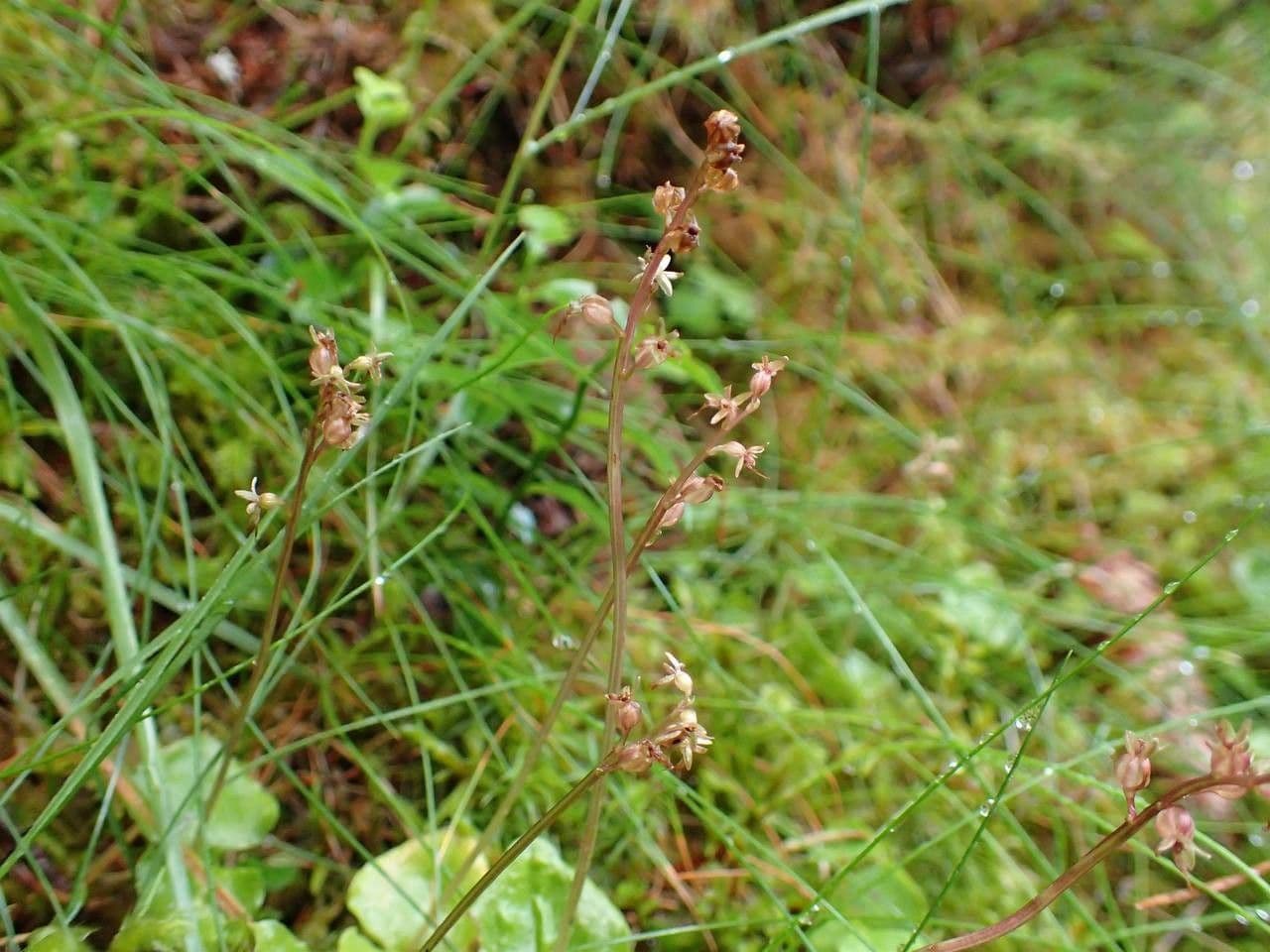 Lesser twayblade 11