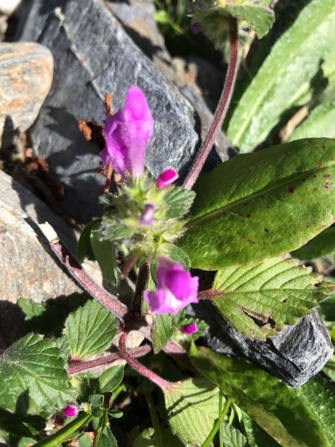 Canapetta pirenaica 9