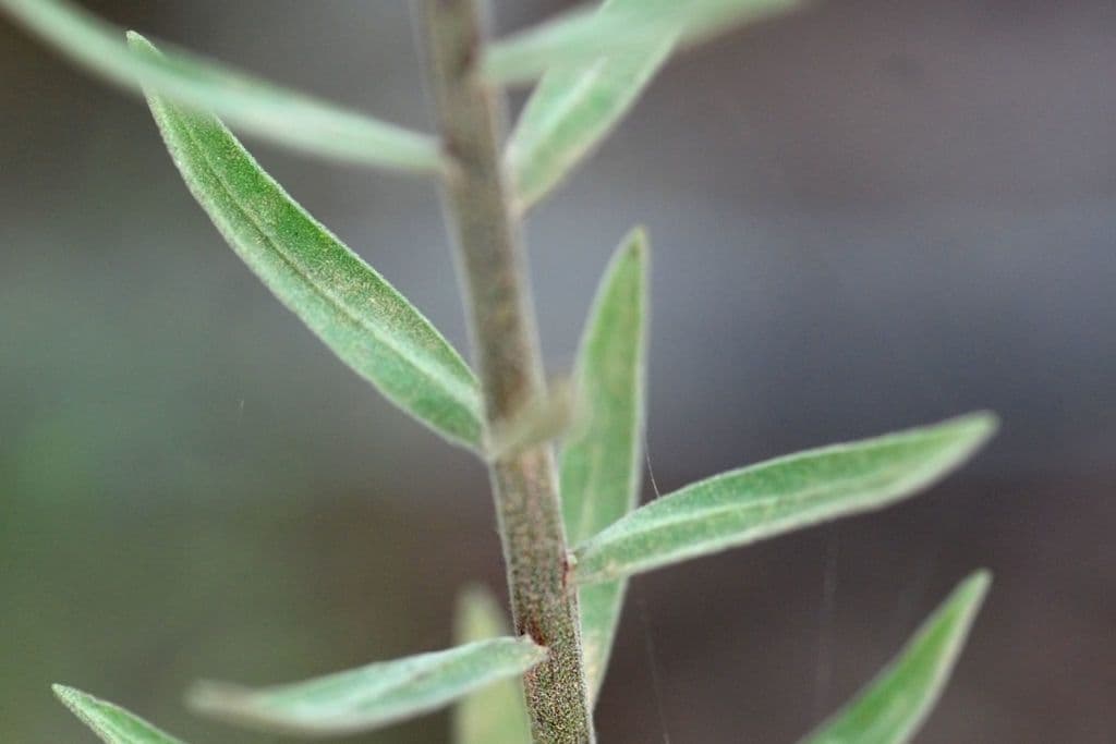 Liatris aspra 19