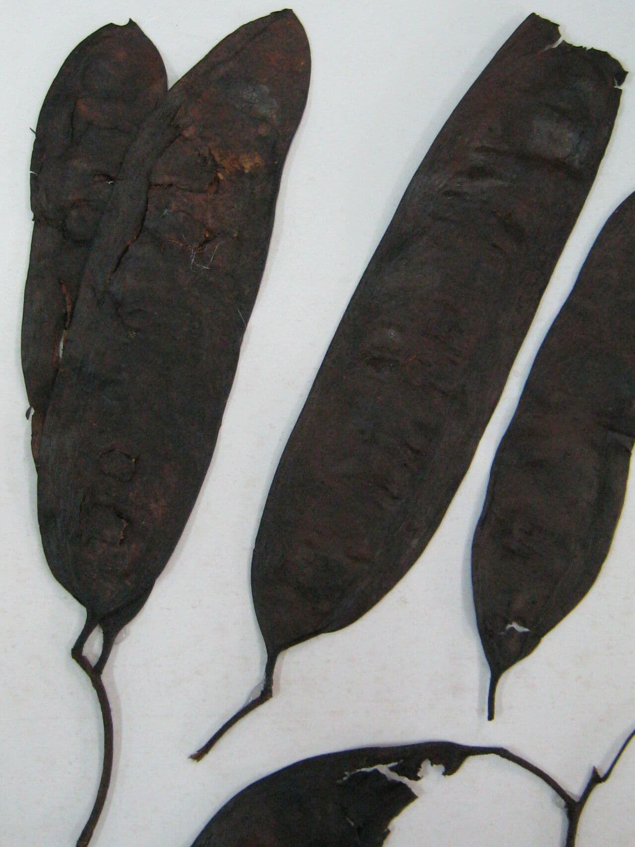 Dinizia 11