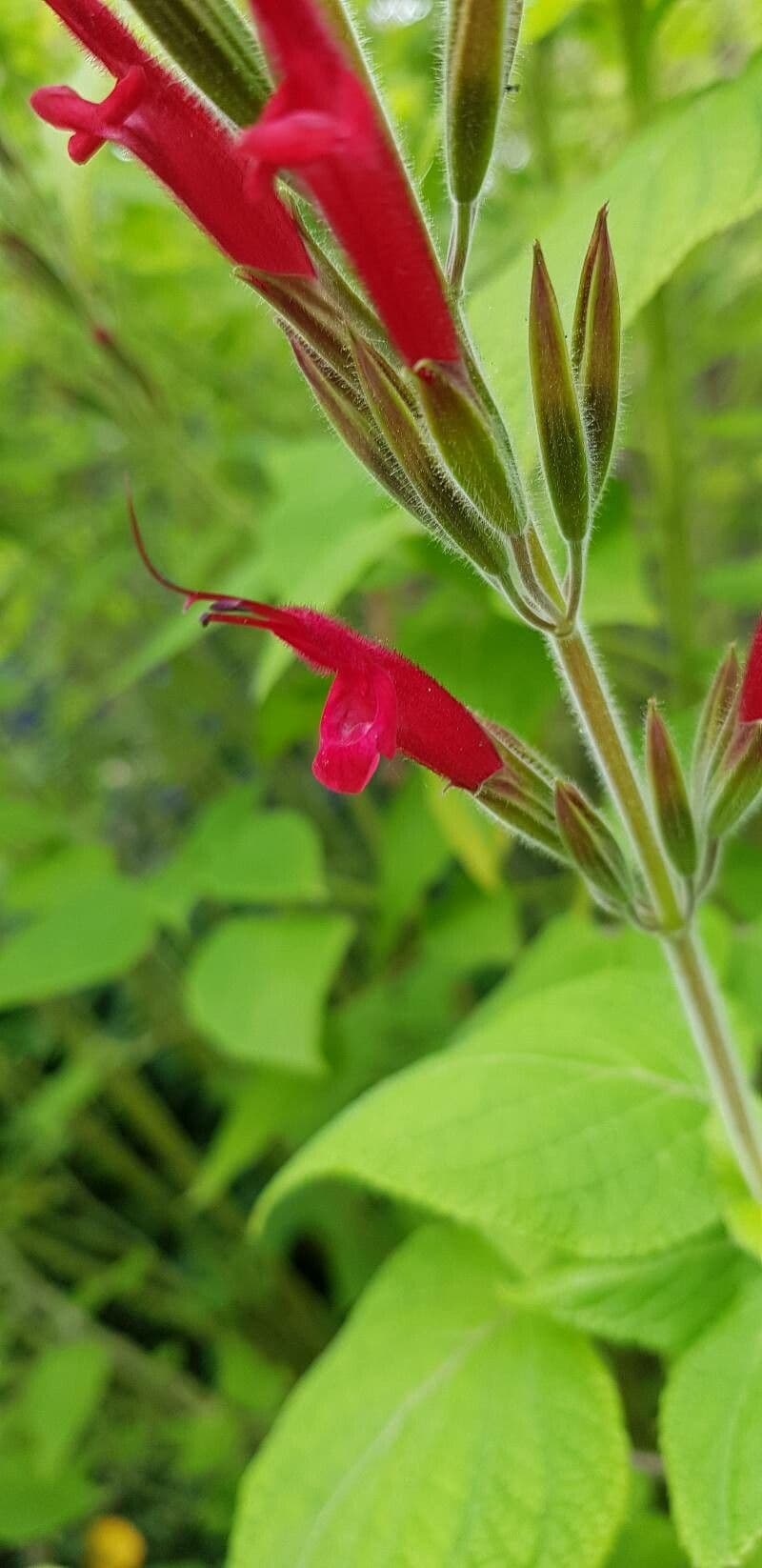 Salvia ananas 3