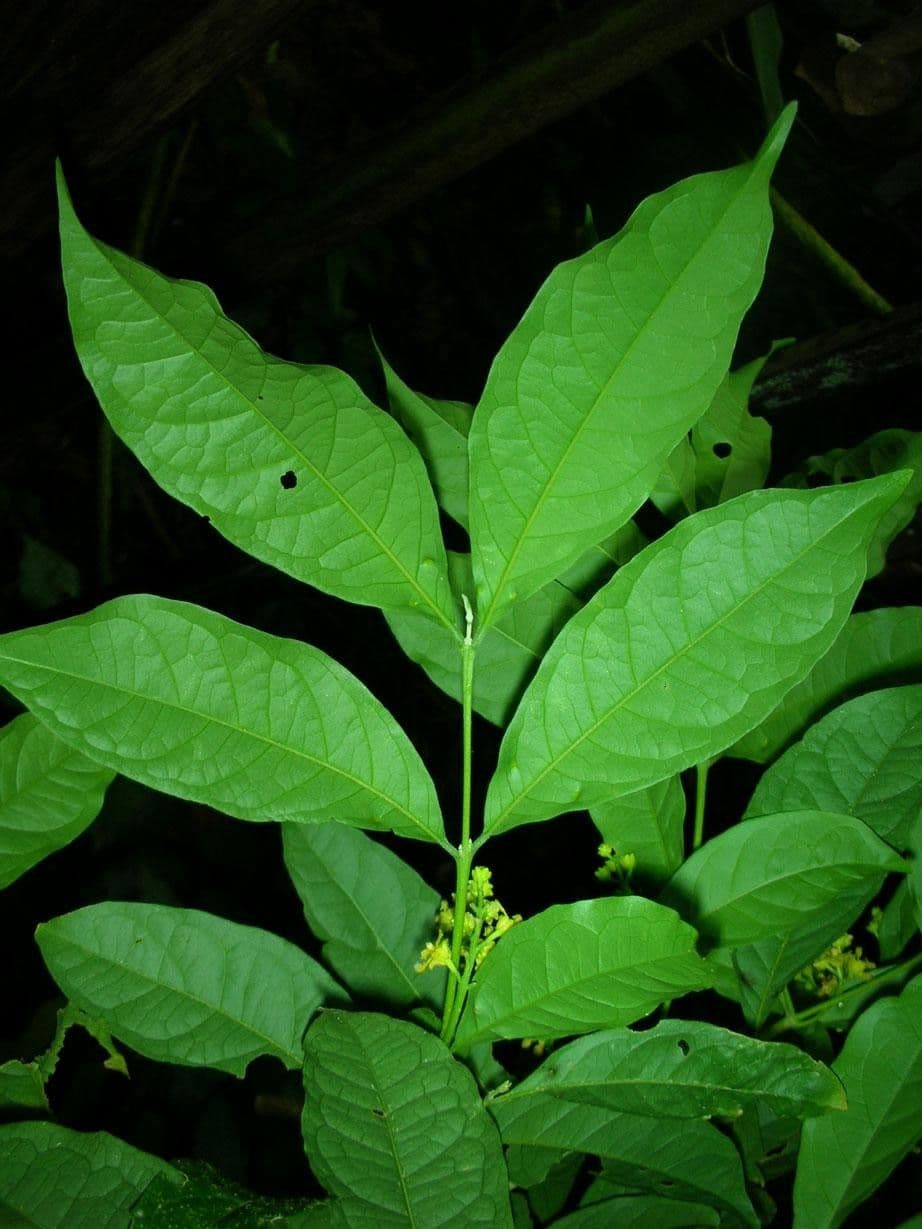 Bunchosia 12